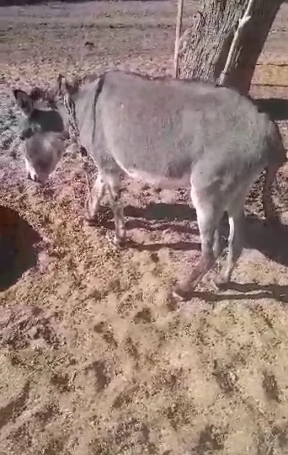 الاغ فروشی|حیوانات مزرعه|سیرجان, |دیوار