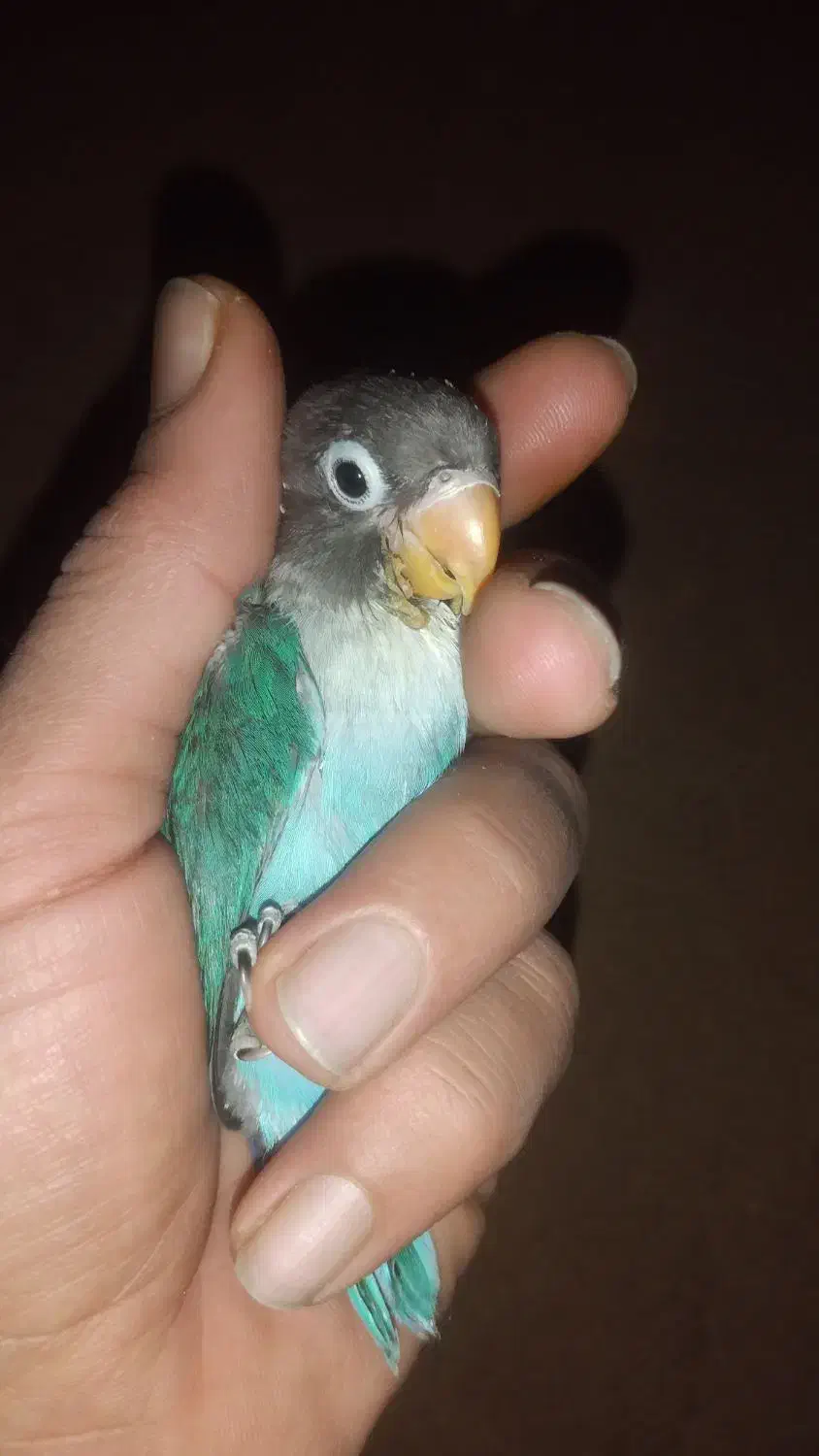 طوطی برزیلی|پرنده|گلپایگان, |دیوار