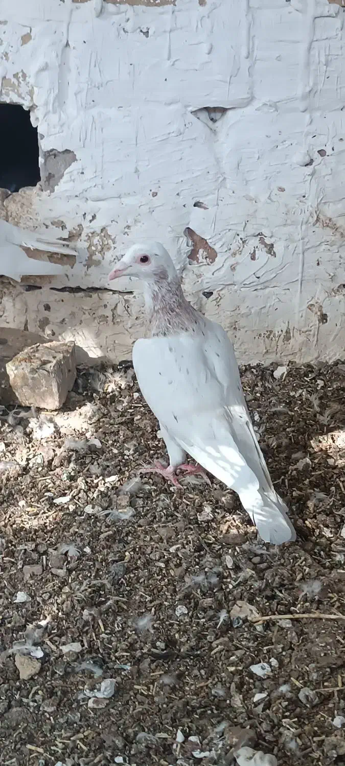 کله هما|پرنده|سبزوار, رباط|دیوار