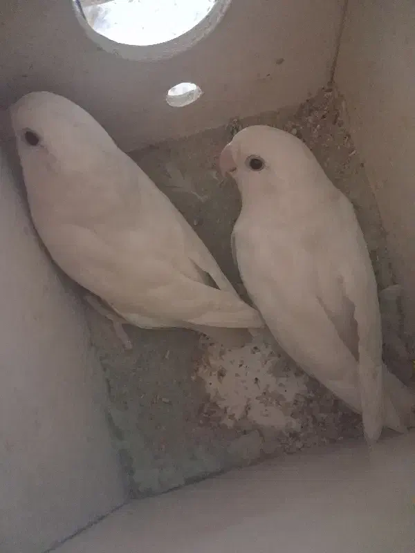 طوطی برزیلی البینو|پرنده|اهواز, فاز ۲ پادادشهر|دیوار