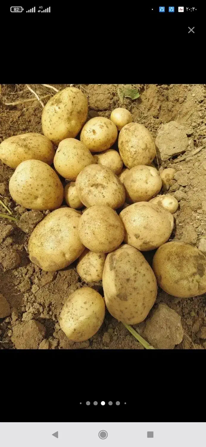 سیب متوسط سیب زمینی درهم|عمده‌فروشی|بهار, |دیوار