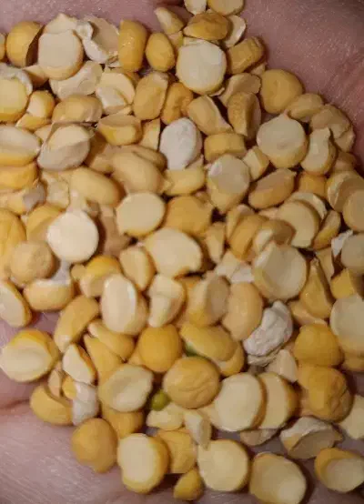 لپه محلی|خوردنی و آشامیدنی|مرودشت, پشت سایپا‎|دیوار