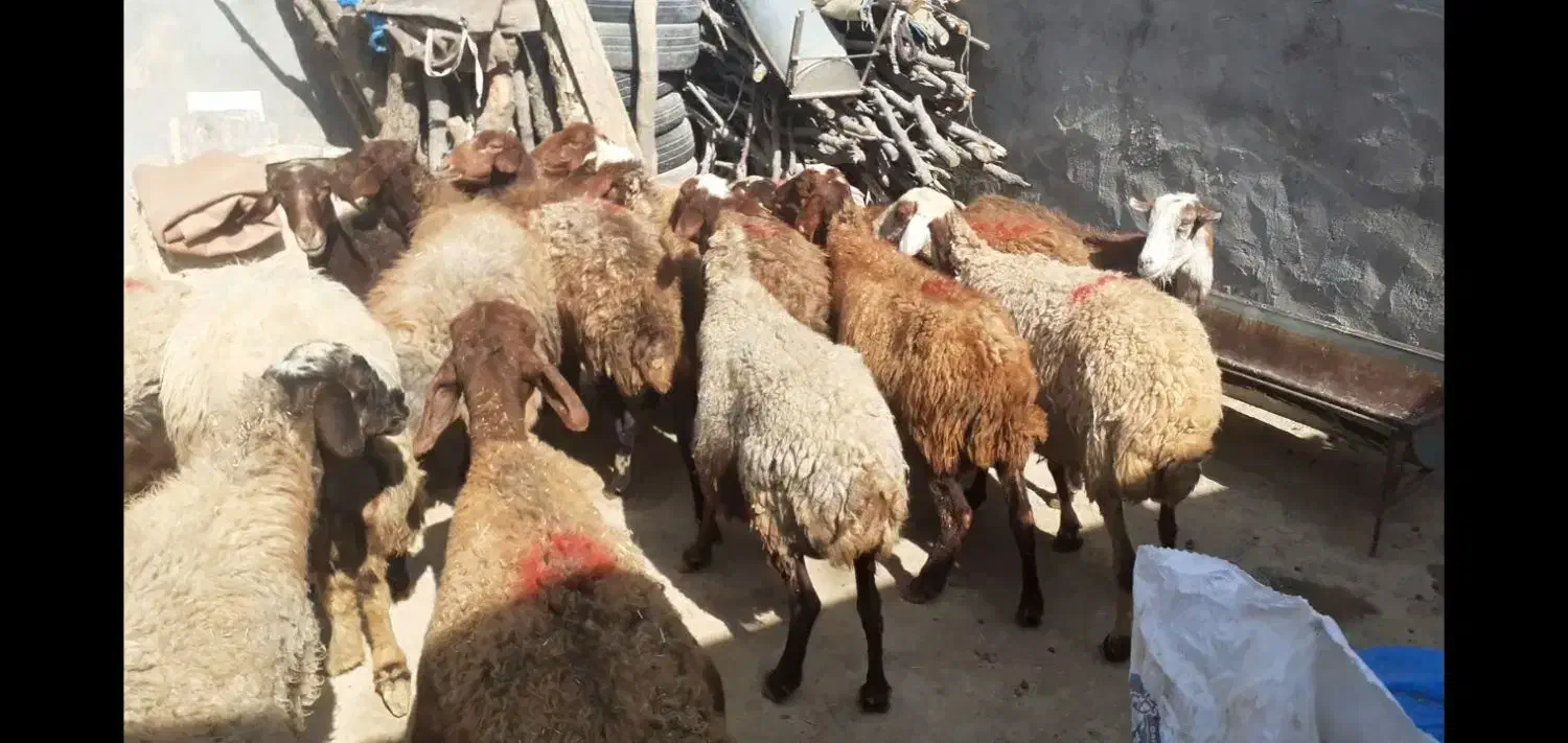 میش وبره|حیوانات مزرعه|کوهدشت, |دیوار