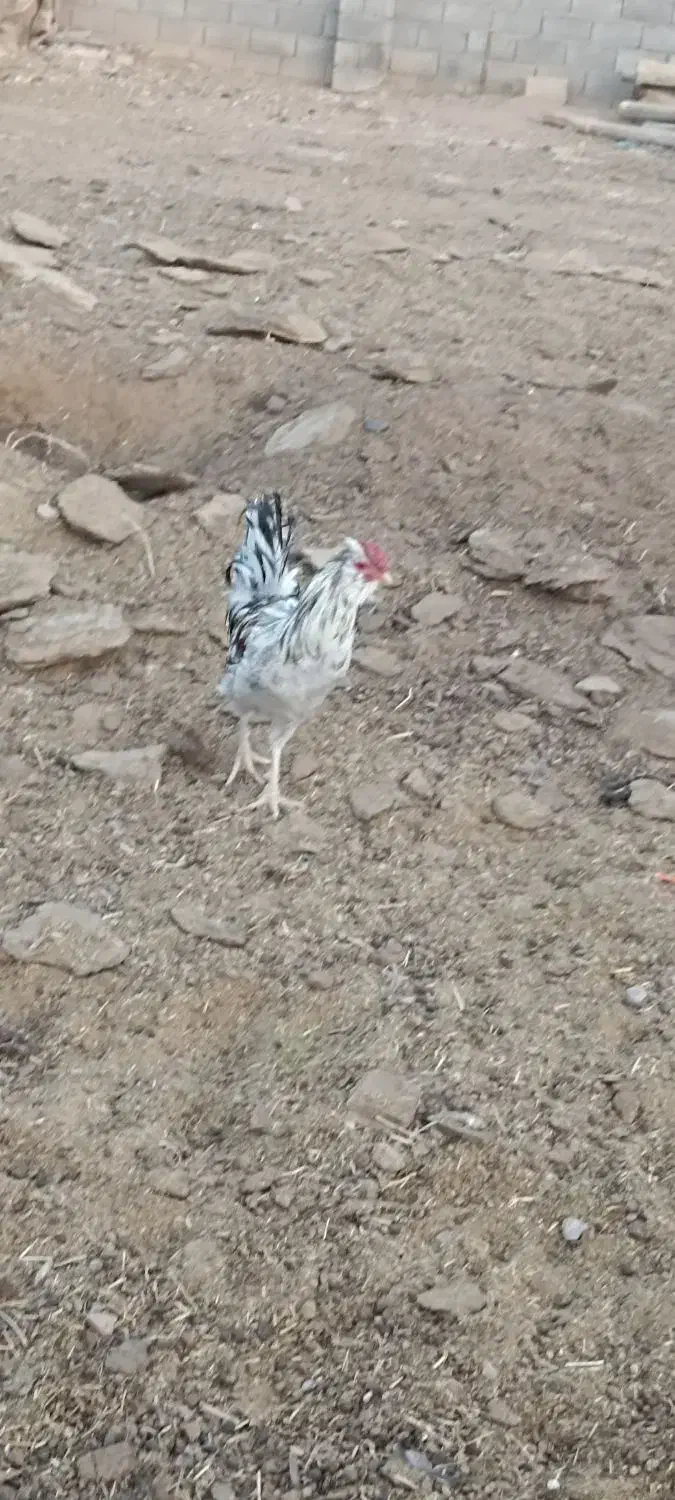 خروس گلین|حیوانات مزرعه|شهرضا, |دیوار