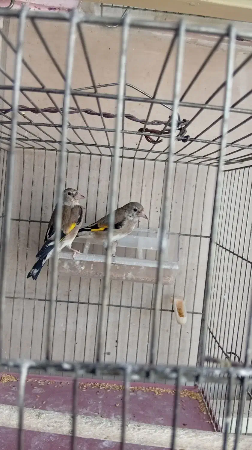 جوجه سهره نر|پرنده|خمینیشهر, |دیوار