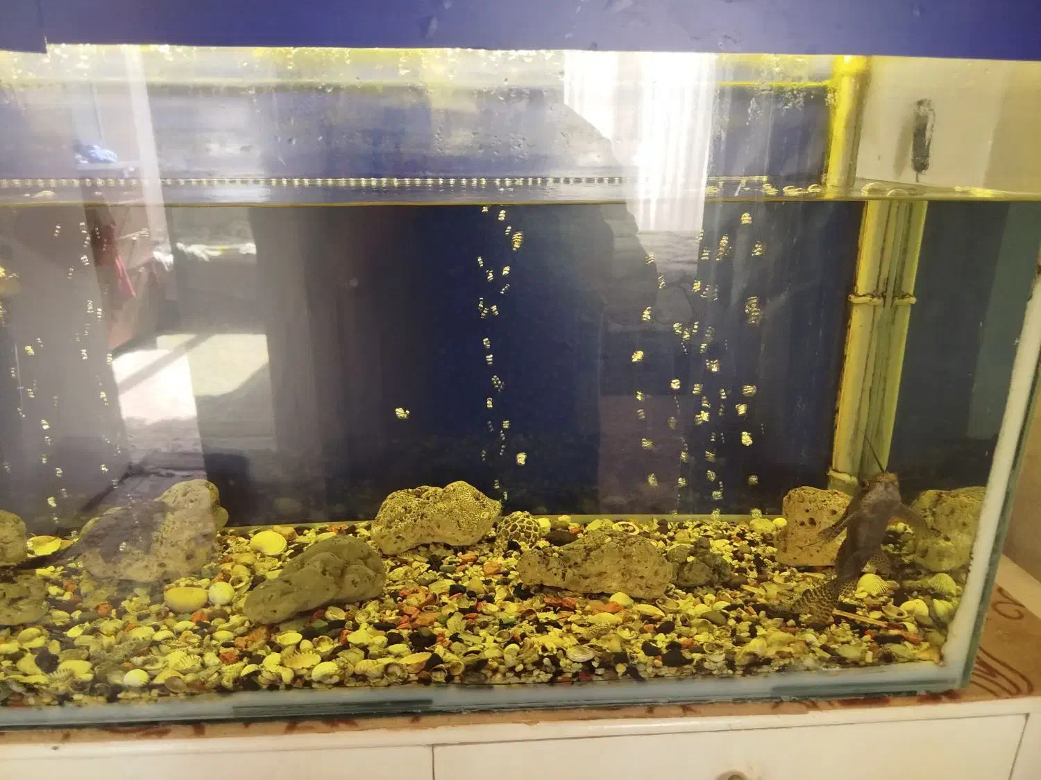 آکواریوم|ماهی|هشتگرد, شهرک المهدی|دیوار