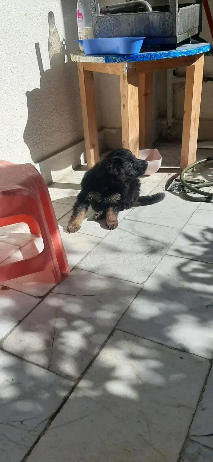 فروش ژرمن|سگ|تهران, درکه|دیوار