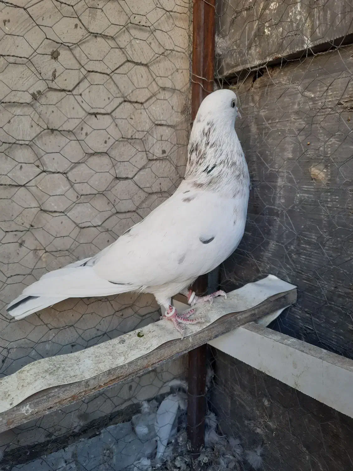 کفتر نر خال پیس|پرنده|شاهین‌شهر, شهرک ردانی پور|دیوار