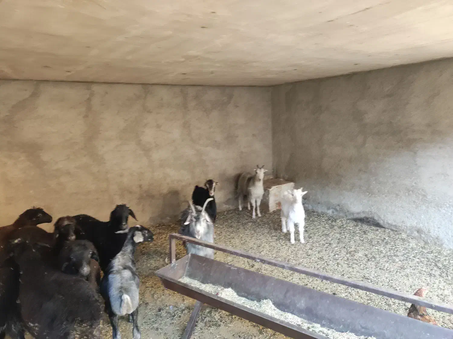 بره و برغاله|حیوانات مزرعه|پاکدشت, حصار امیر|دیوار