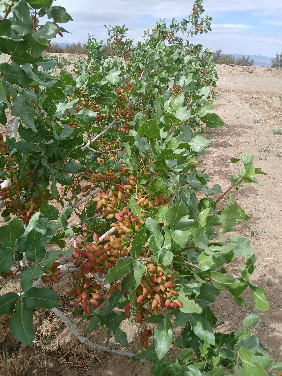 آب و زمین پسته (بافق)|فروش دفتر صنعتی، کشاورزی، تجاری|بافق, |دیوار