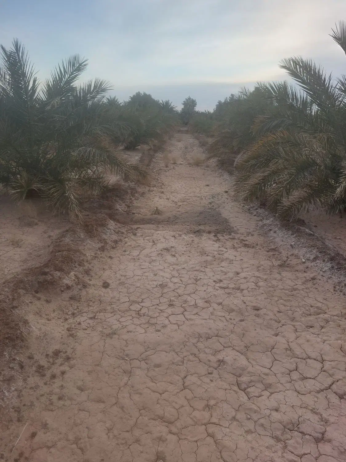 باغ خرما|فروش دفتر صنعتی، کشاورزی، تجاری|ریگان, |دیوار