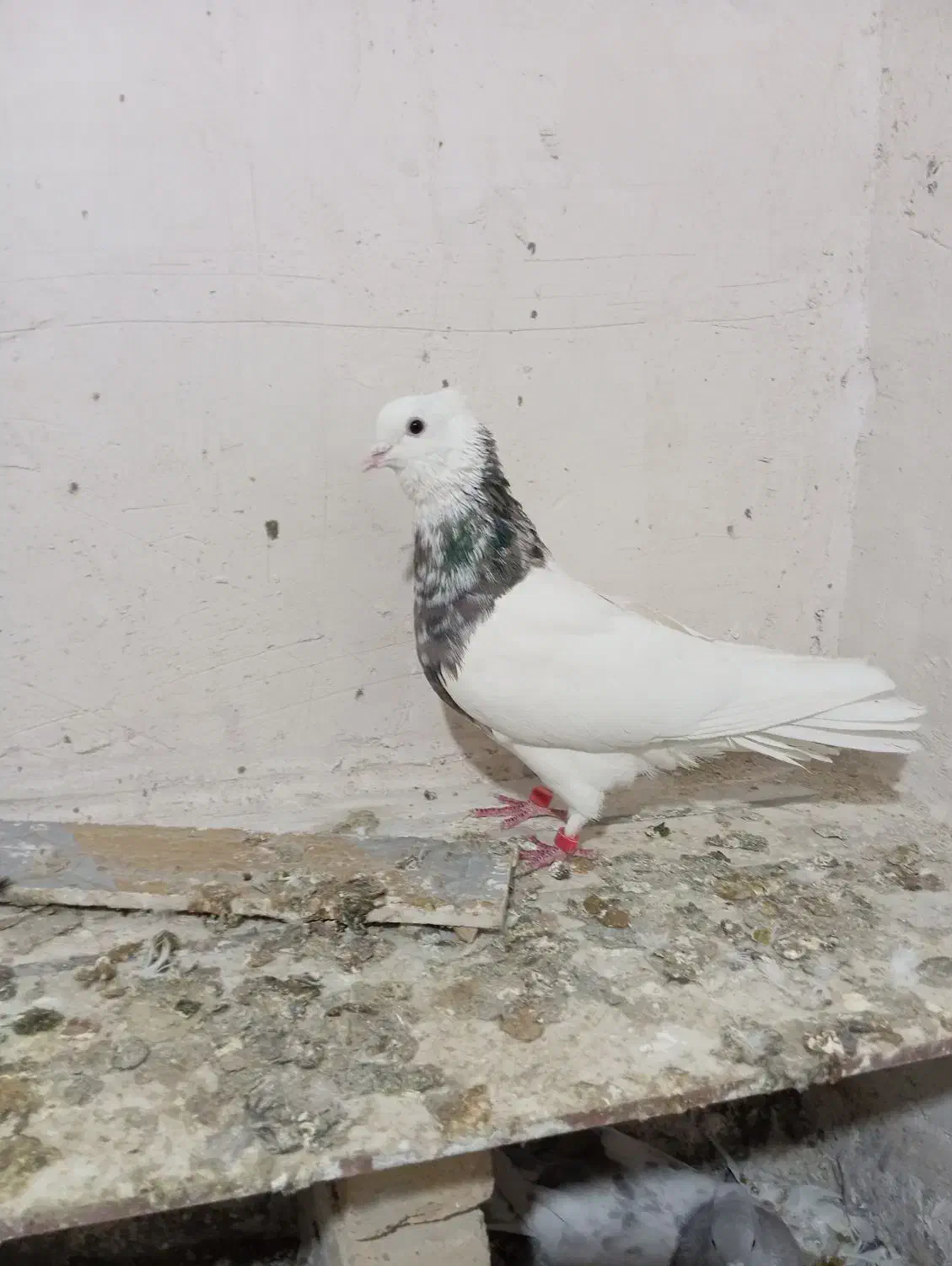 طوقی|پرنده|فامنین, |دیوار