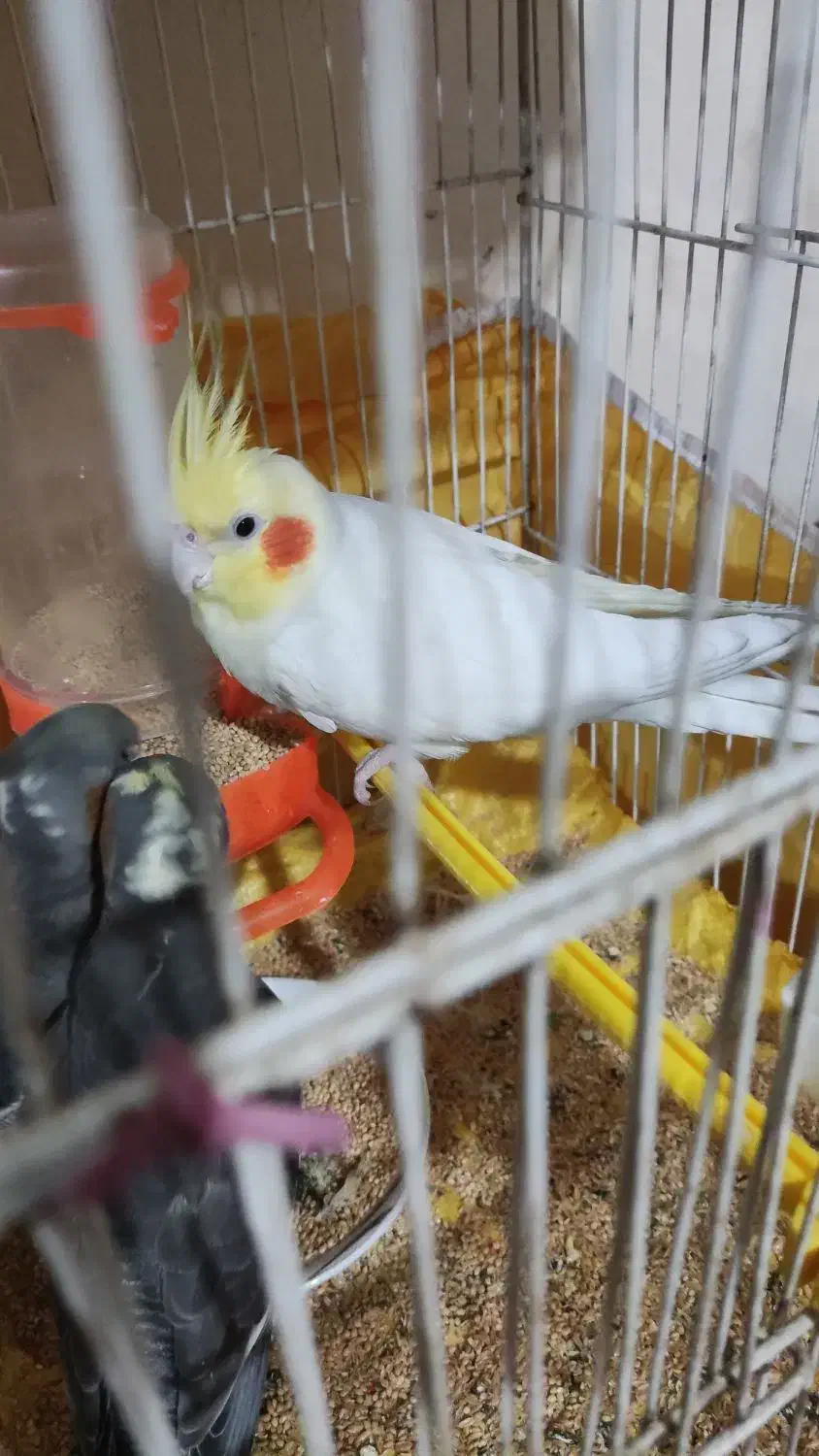 لوتینو نر با ی جفت سیامون|پرنده|مشهد, ایثار|دیوار