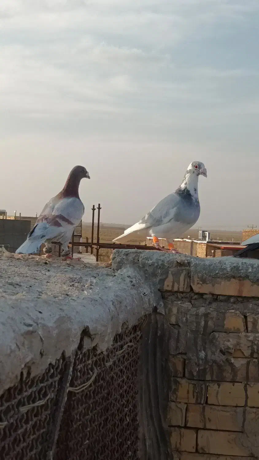 کفتر|پرنده|نصر آباد, |دیوار