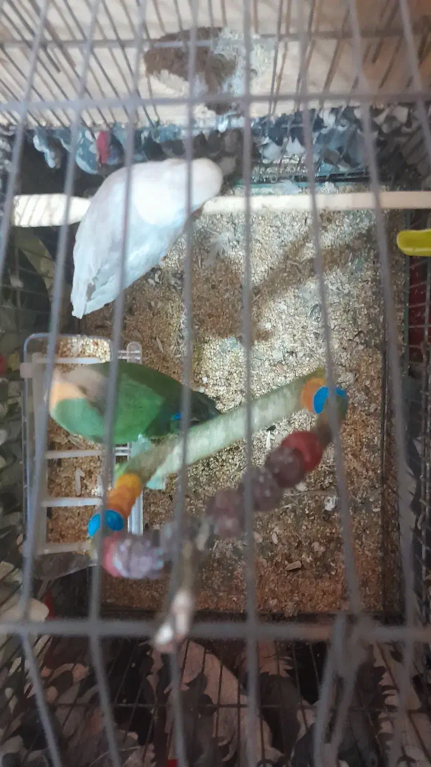 یک جفت طوطی برزیلی|پرنده|صومعه‌سرا, |دیوار