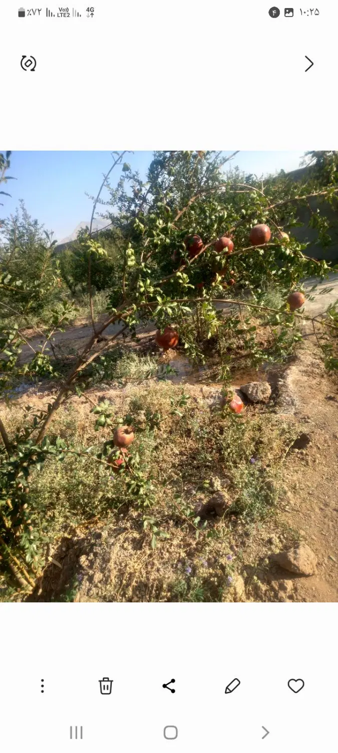 باغ|فروش دفتر صنعتی، کشاورزی، تجاری|مبارکه, |دیوار