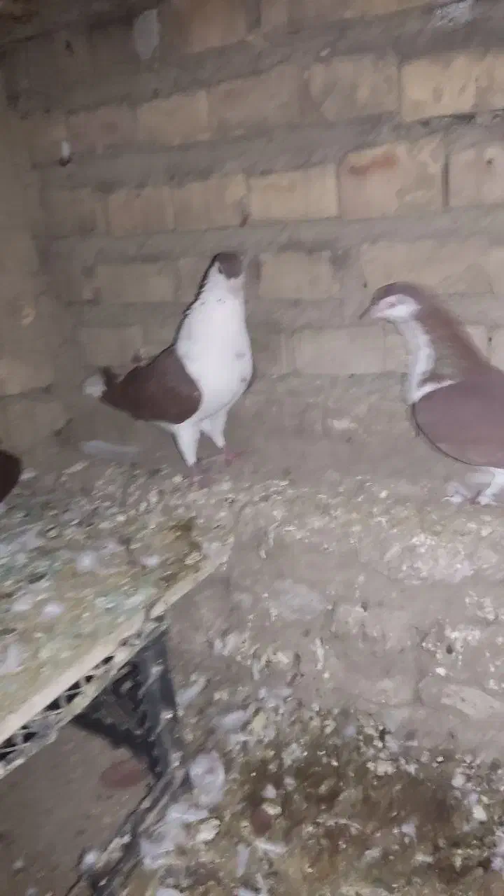 کبوتر|پرنده|گنبد کاووس, |دیوار