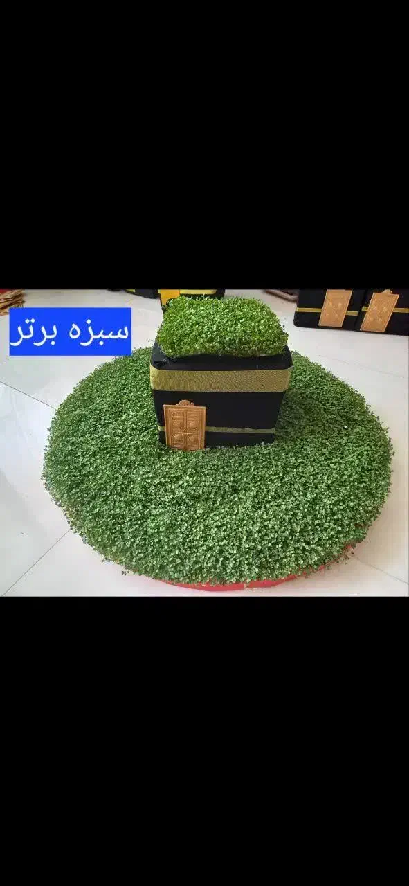 سبزه برتر|گل و گیاه طبیعی|اصفهان, دانشگاه اصفهان|دیوار