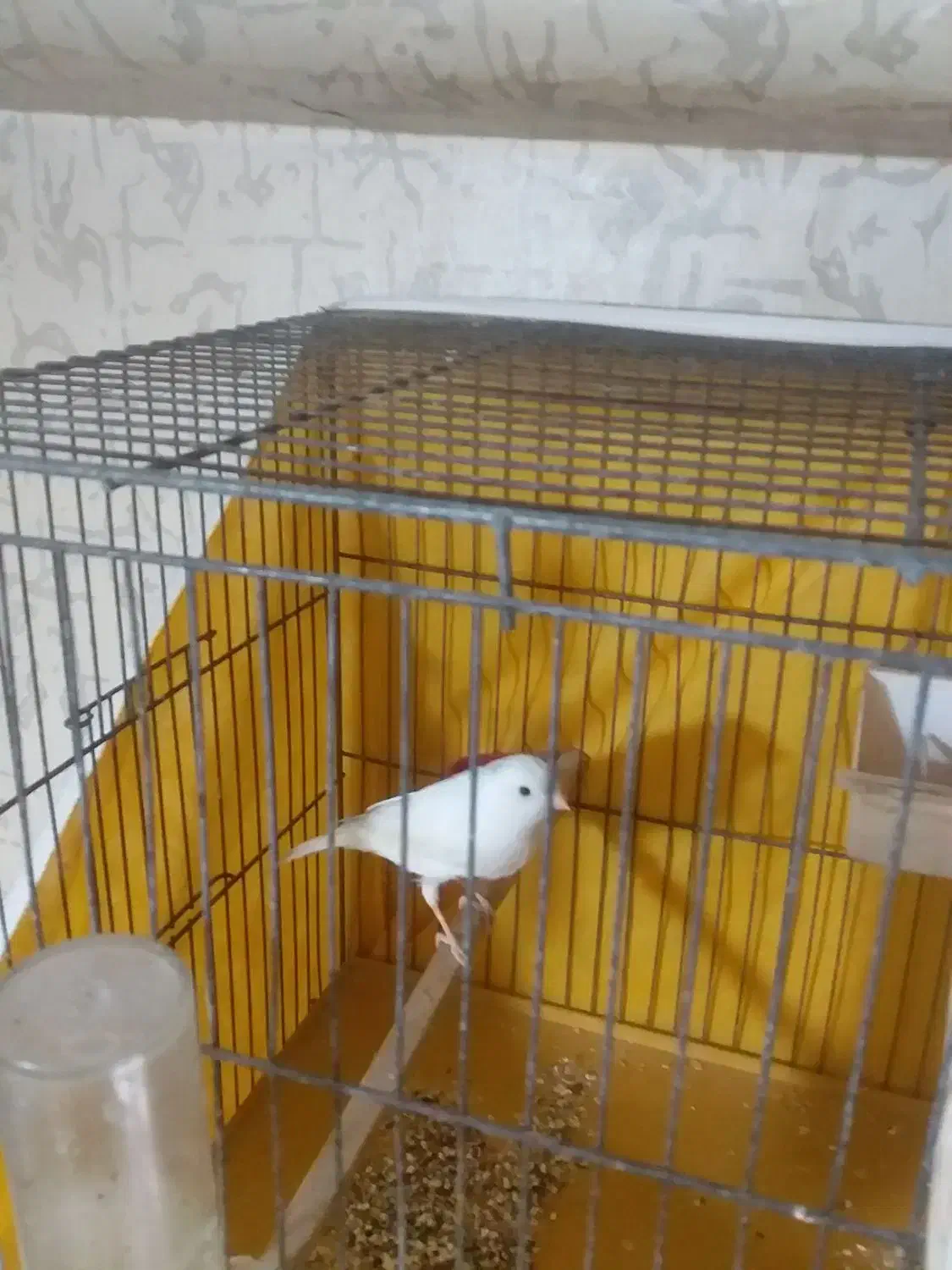 قناری نر ماده به شرط|پرنده|ساوه, |دیوار