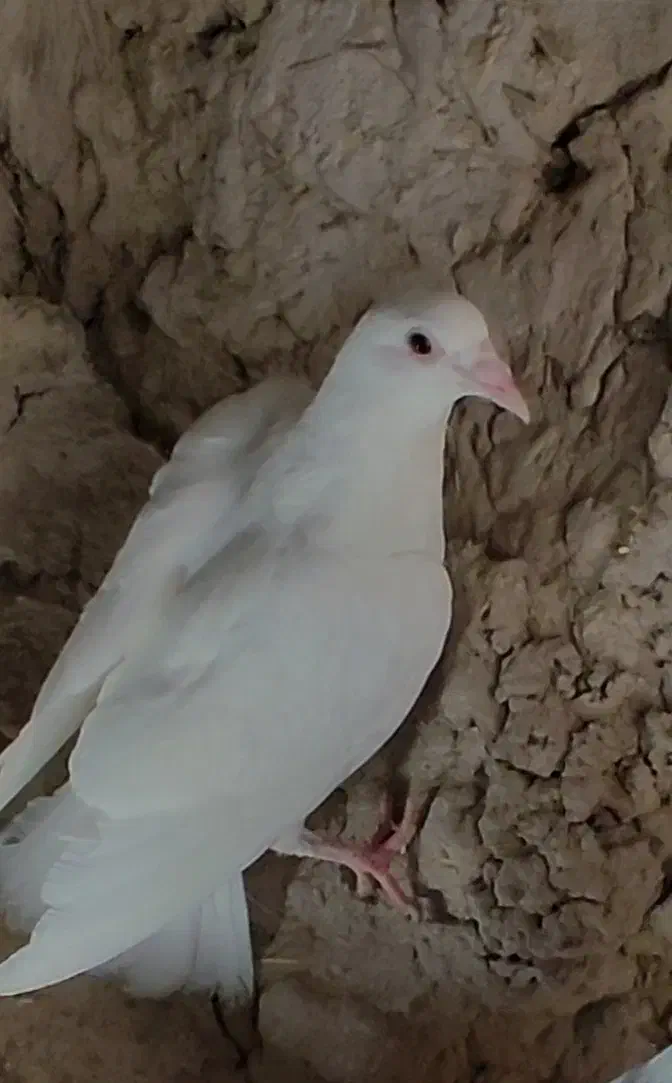 2 سفید آلمانی|حیوانات|چناران, |دیوار