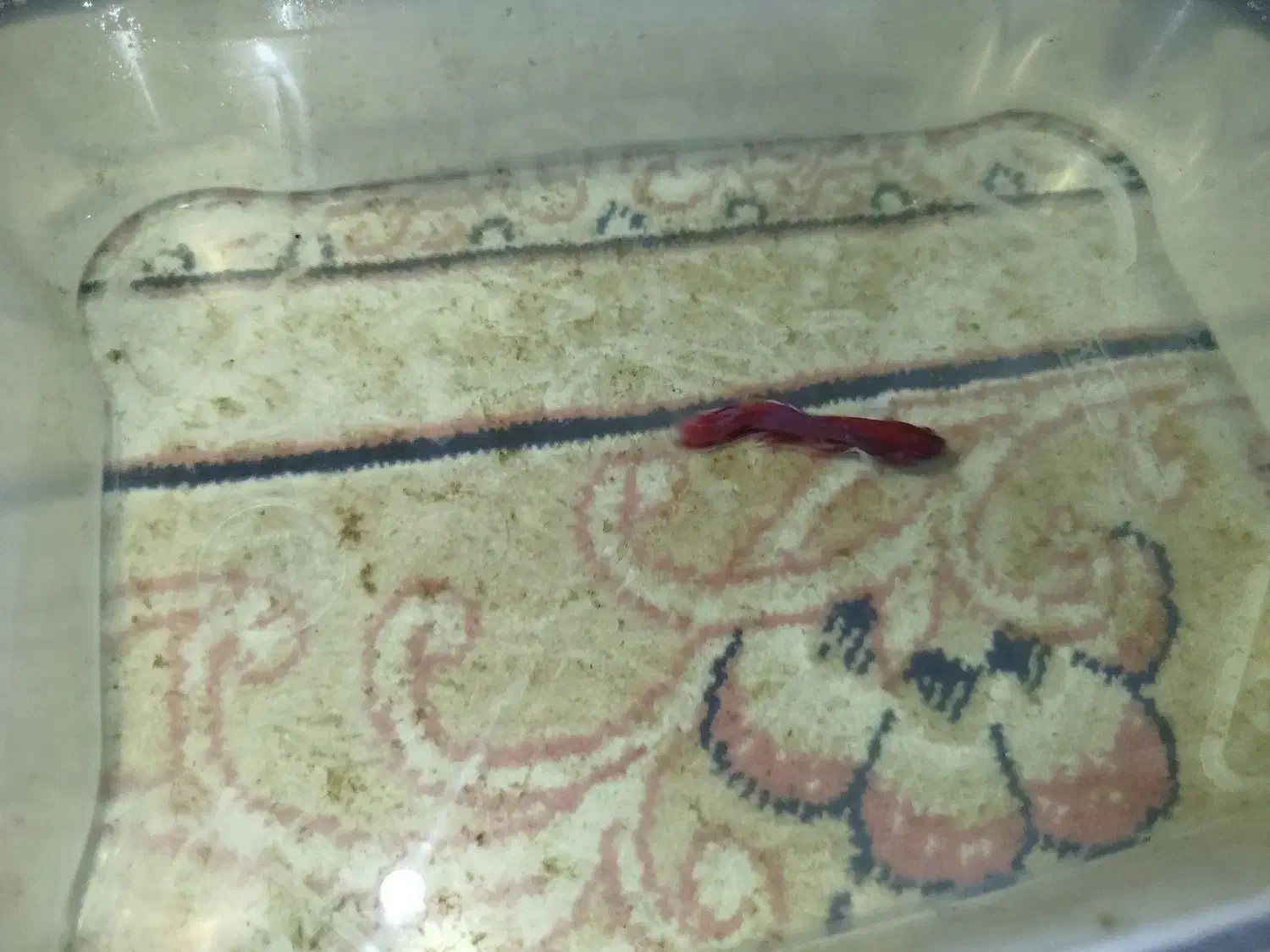 ماهی|ماهی|کرج, حصارک پایین|دیوار