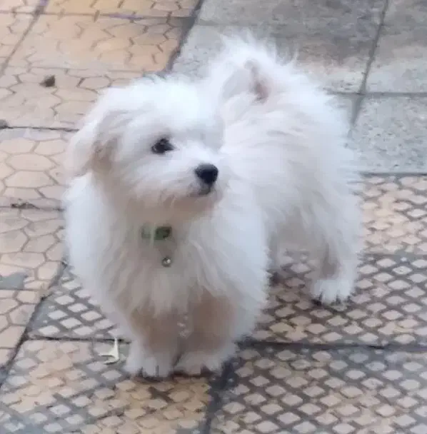 شیتزو|سگ|کرج, خلج آباد|دیوار