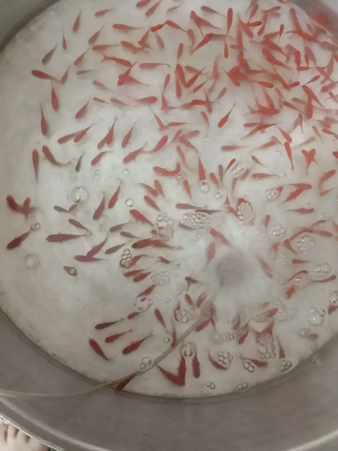 ماهی|ماهی|زارچ, |دیوار