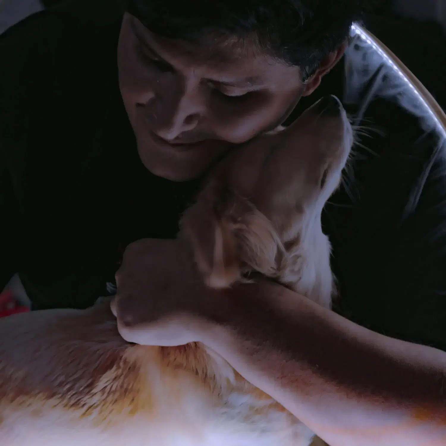 روباهی نر فروش یا معاوضه|سگ|خرمآباد, |دیوار