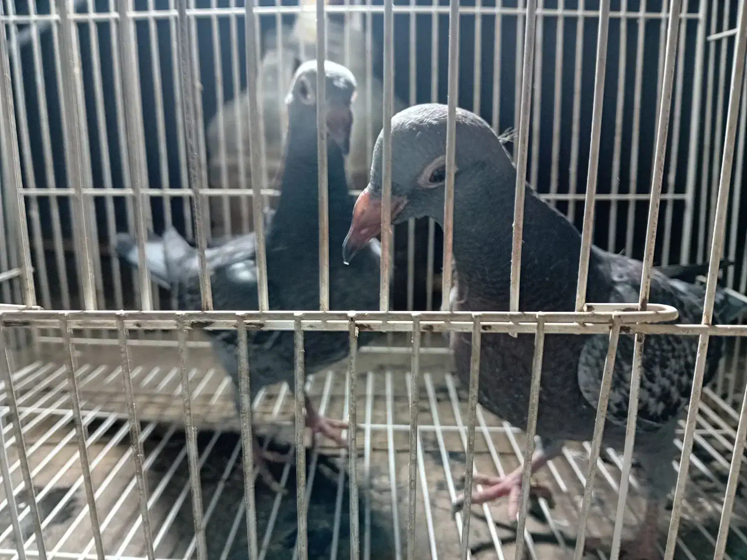 کبوتر المانی پلاکی|پرنده|مشهد, مشکینی (شهرک غرب)|دیوار