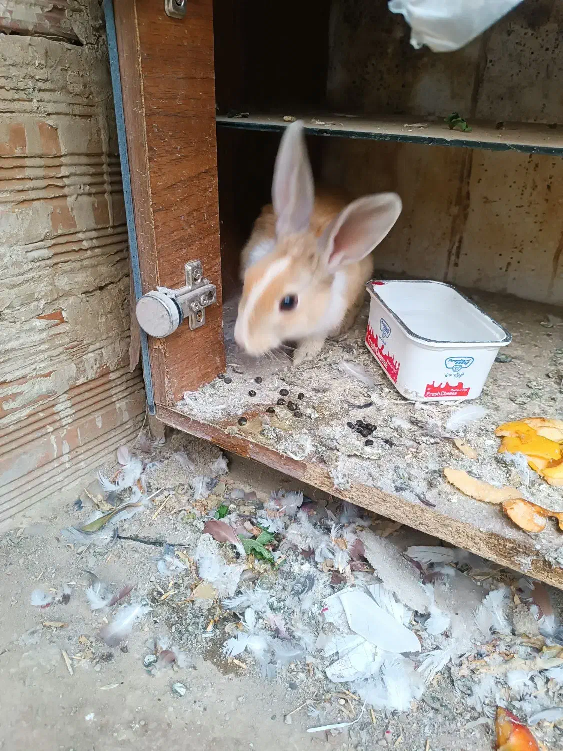 خرگوش اهلی|موش و خرگوش|ارومیه, |دیوار