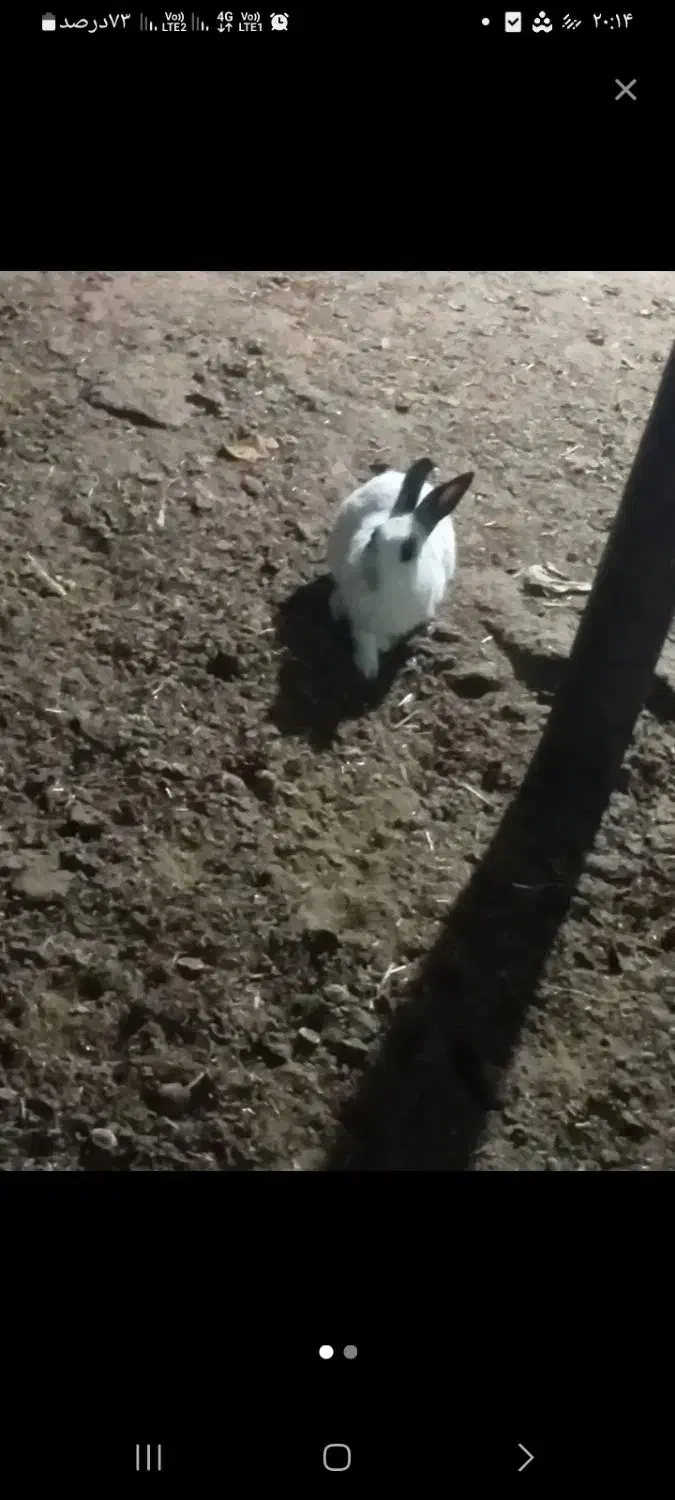 خرگوش|موش و خرگوش|اهواز, اهواز|دیوار