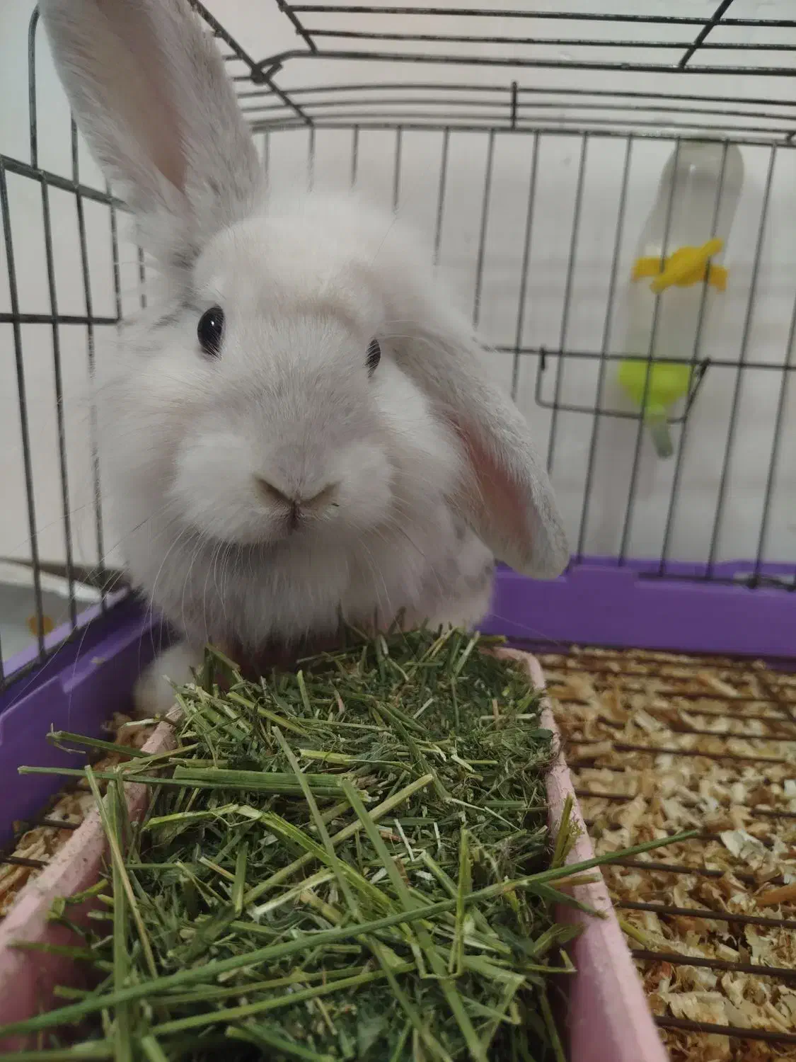 خرگوش لپ|موش و خرگوش|بندرعباس, |دیوار