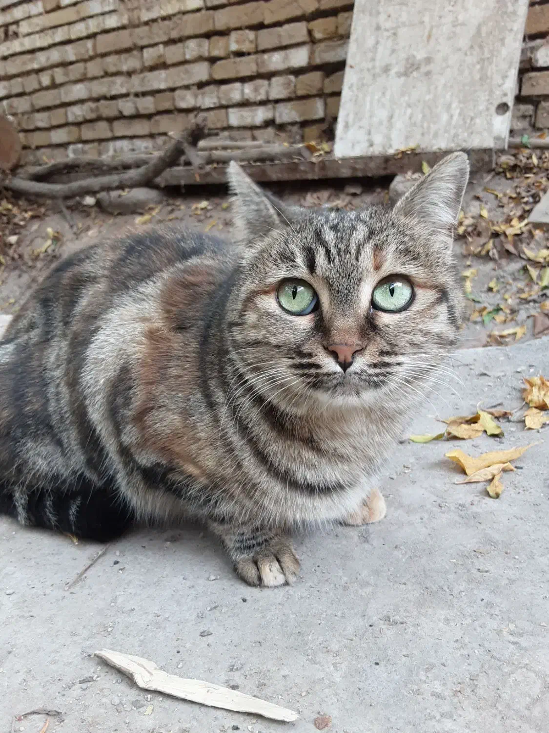 واگذاری گربه خاص|گربه|یزد, |دیوار