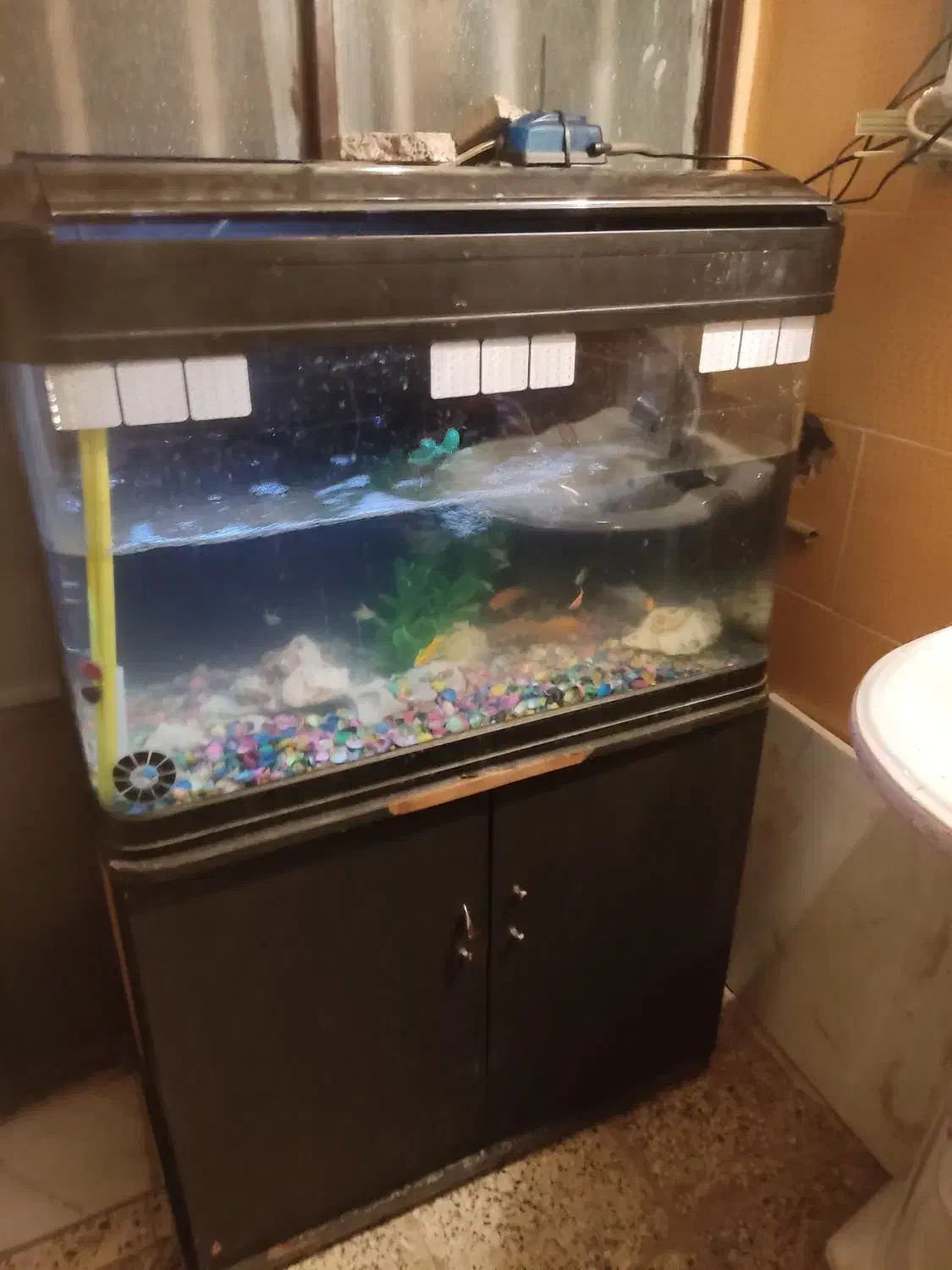 آکواریوم|ماهی|اصفهان, تیران|دیوار