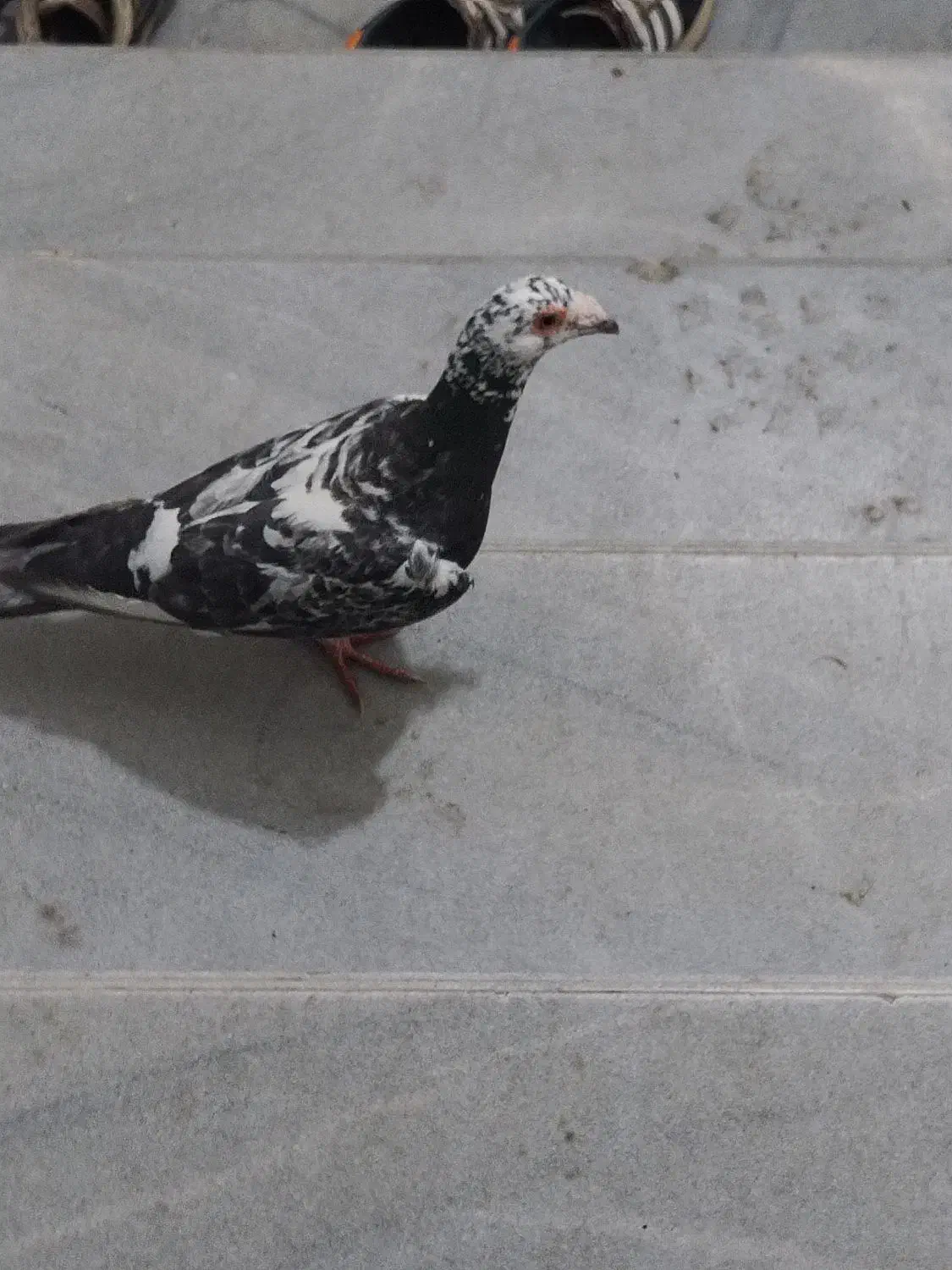 آلمانی|حیوانات|یزد, |دیوار