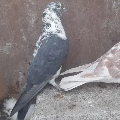 کبوتر پرشی|پرنده|اردبیل, |دیوار