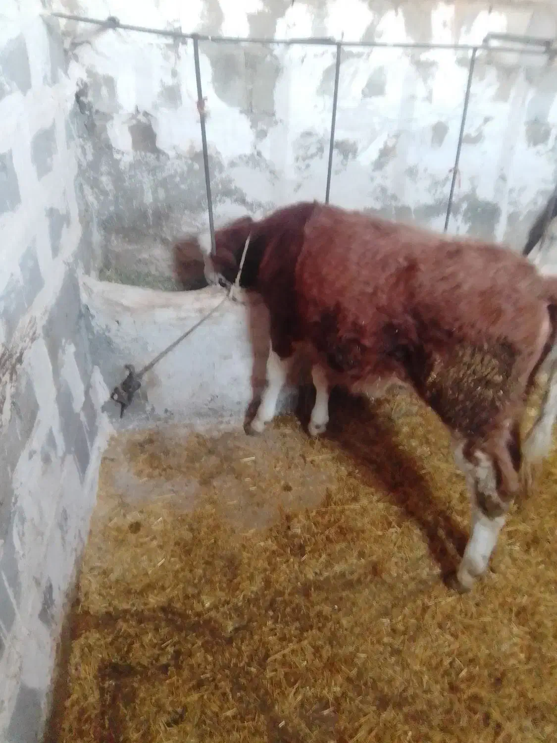 گوساله‌سیمنتال|حیوانات مزرعه|بلبان آباد, |دیوار