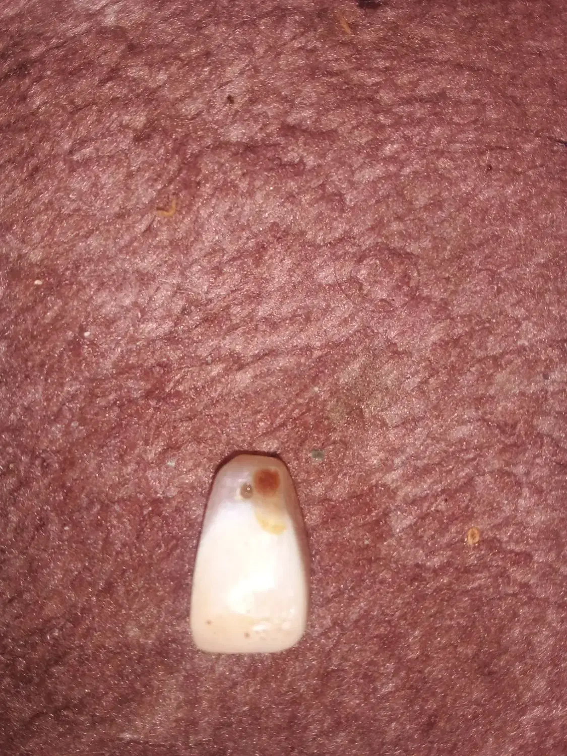 مهر یا نشان اشکانی|کلکسیون اشیاء عتیقه|اهواز, فاز ۲ پادادشهر|دیوار