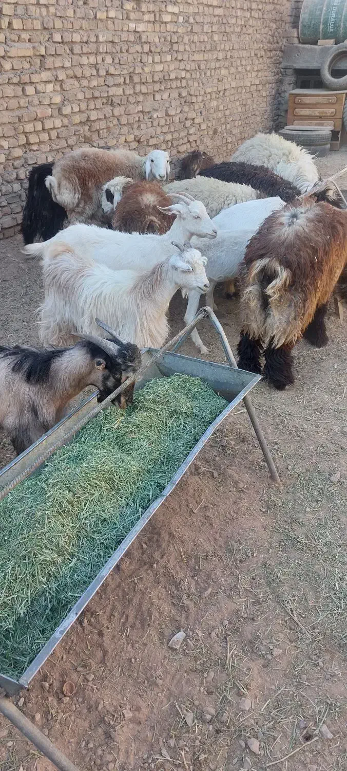 بره نر وماده بزغاله نر وماده اردکان|حیوانات مزرعه|اردکان, |دیوار