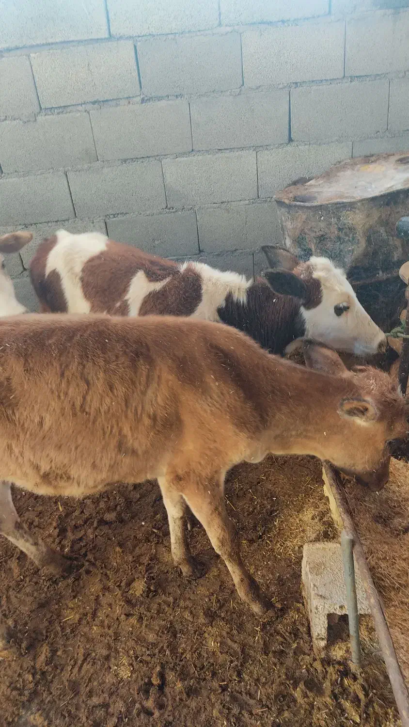 گوساله ماده ۳راس|حیوانات مزرعه|کوهدشت, |دیوار