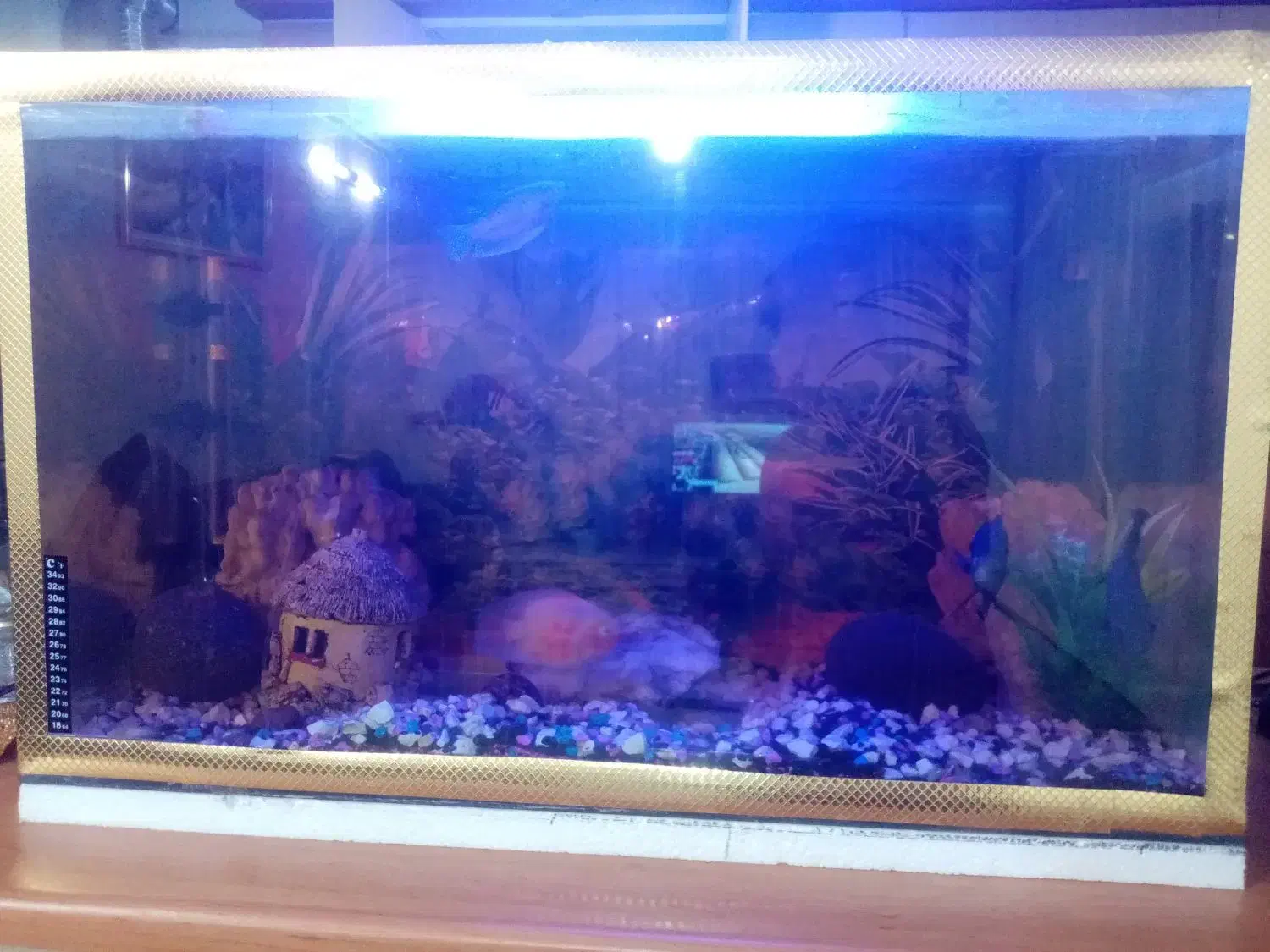 آکواریوم با لوازم|ماهی|مشهد, توس (بلوار توس)|دیوار