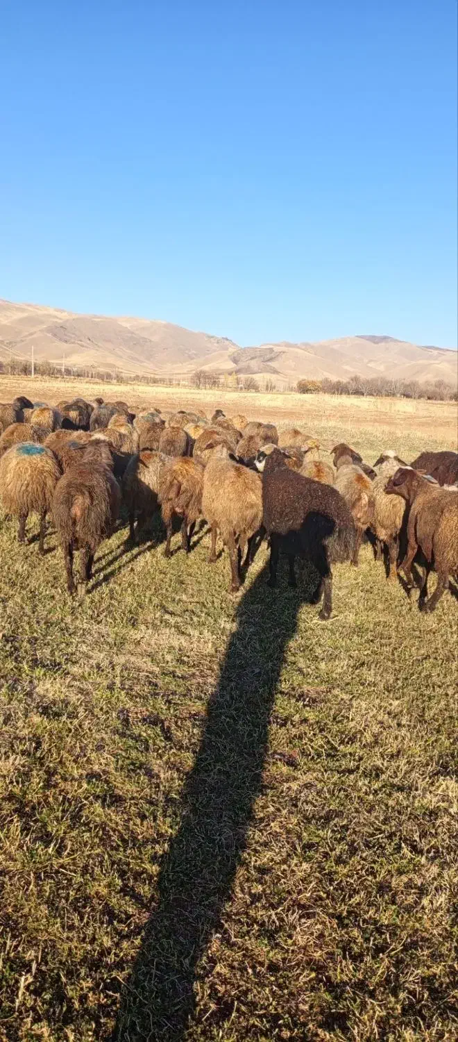 گوسفند آبستن|حیوانات مزرعه|مریوان, |دیوار