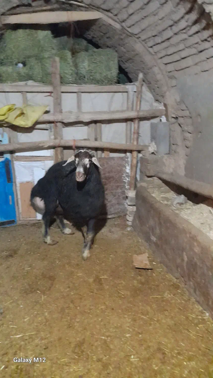 قوچ شکری اصل|حیوانات مزرعه|لالجین, |دیوار