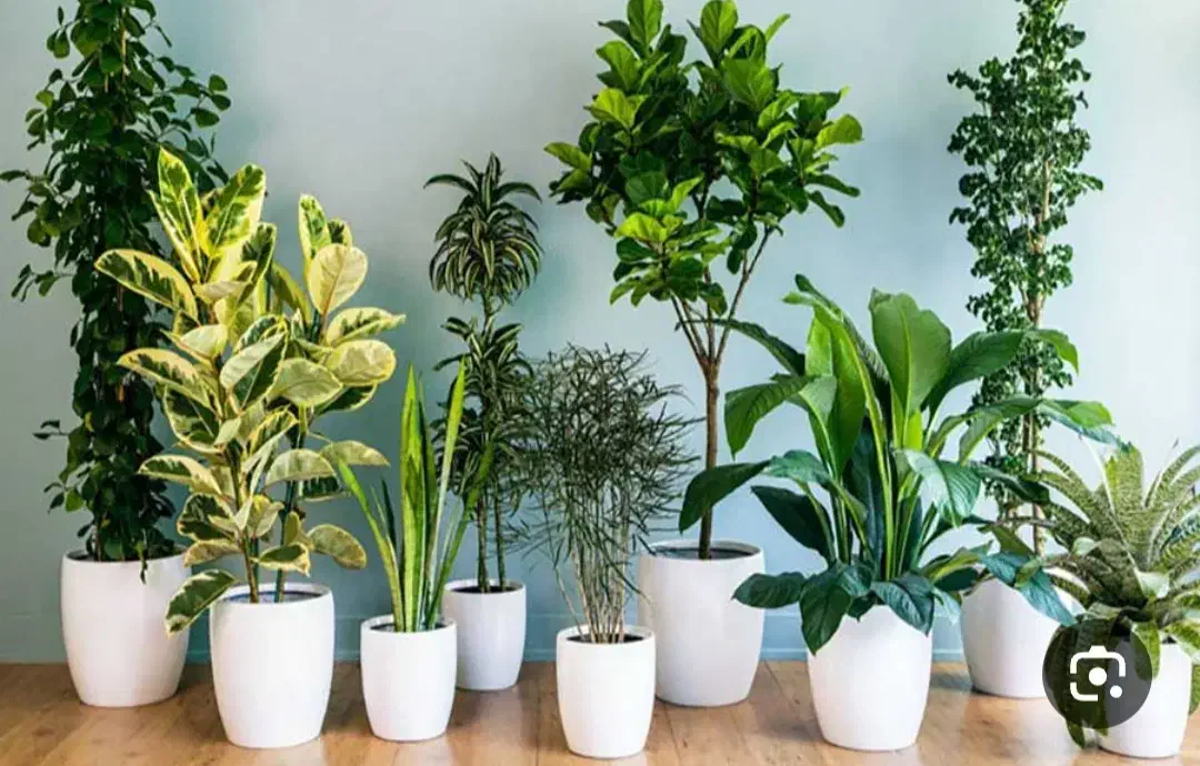 کلیه ی خدمات فضای سبز بابیش ازده سال تجربه|خدمات باغبانی و درختکاری|شیراز, باغ تخت|دیوار