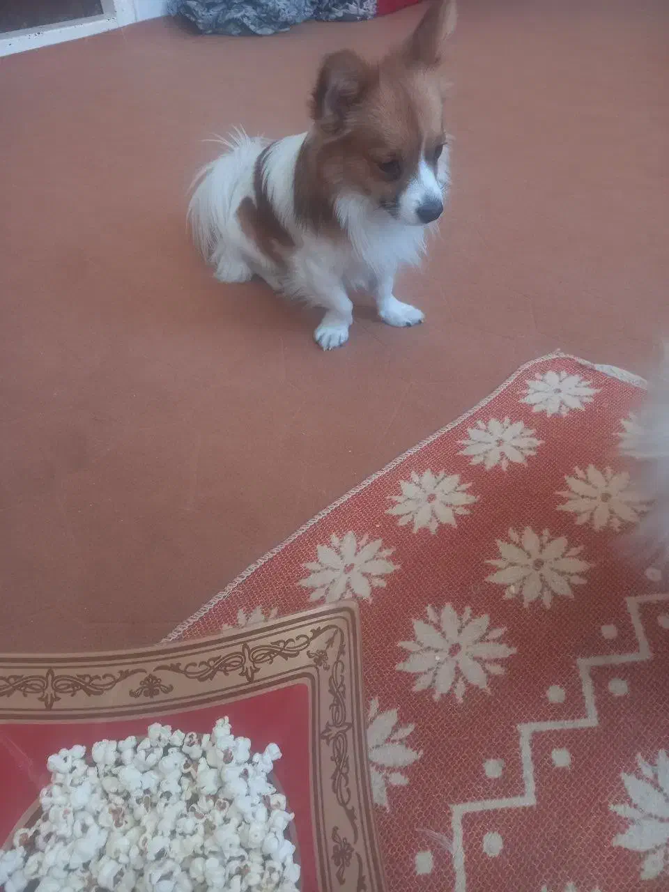 پامرین روباهی نر(پنج ملیون)|سگ|قرچک, پویینک|دیوار