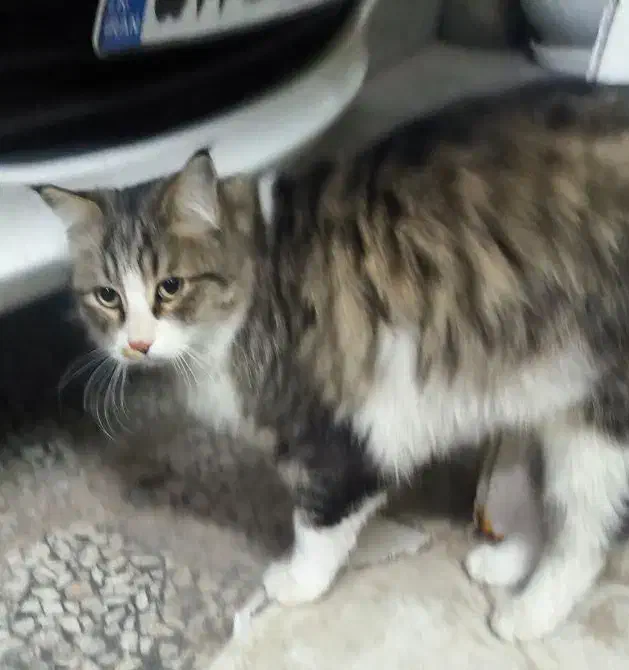 گربه نر پشمالو مهربون رایگان واگزار میشود|گربه|زاهدان, |دیوار