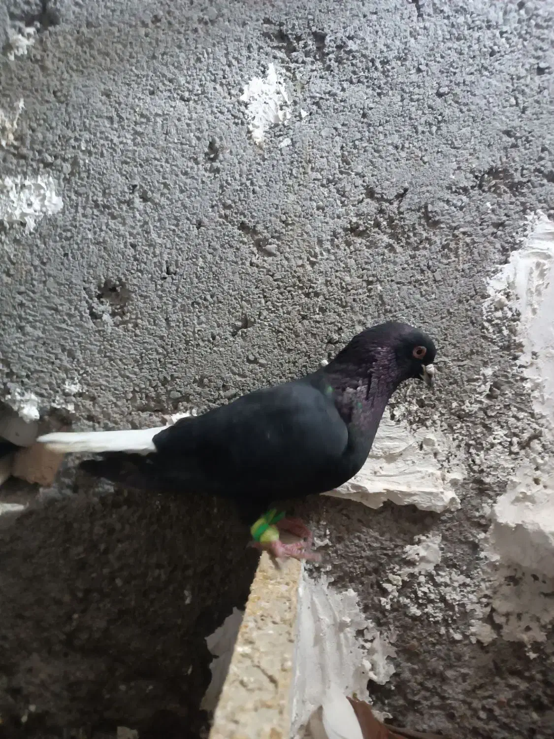 کفتر یا کبوتر نر ماده زاغ دم سفید|پرنده|رضویه, |دیوار