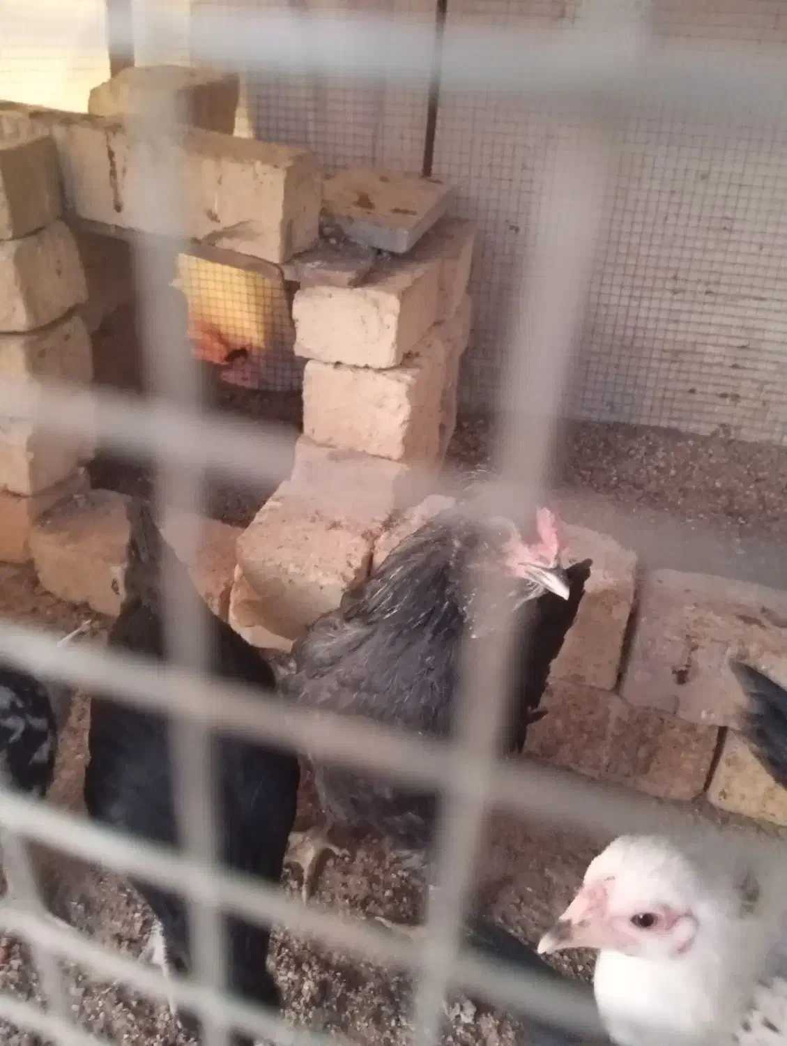 خروس گلین|حیوانات مزرعه|شیراز, جوادیه|دیوار