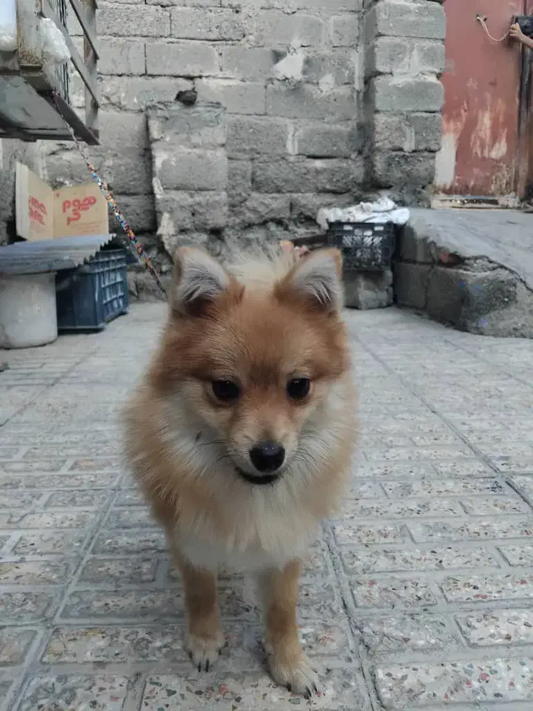 سگ گمشده|حیوانات|میناب, |دیوار