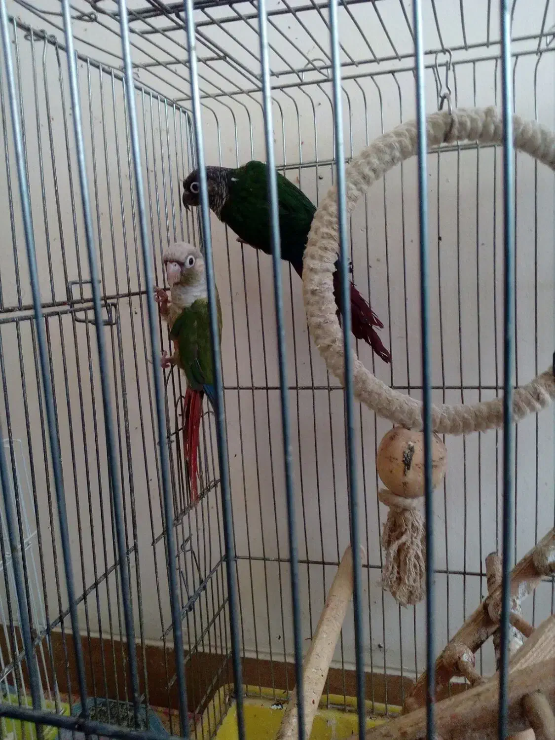 جفت گرینچیک با یک جوجه|پرنده|شیراز, تندگویان|دیوار